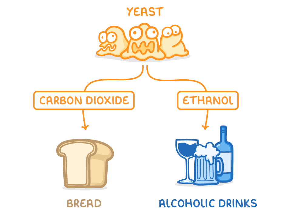 Three cartoon yeast cells labelled yeast branch into two arrows, carbon dioxide leading down to a loaf of bread, and ethanol leading to a wine glass, beer and a bottle labelled alcoholic drinks.