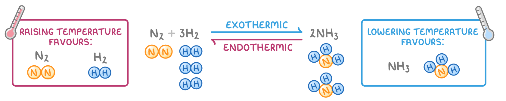 N2 + 3H2 ⇌ 2NH3 drawn with molecule icons, its forward arrow labelled "exothermic" in blue and its reverse arrow "endothermic" in pink, between thermometer boxes reading "raising temperature favours" nitrogen and hydrogen and "lowering temperature favours" ammonia.