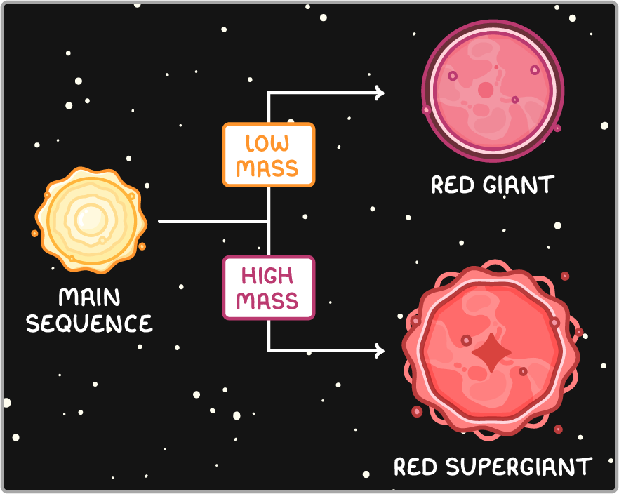 A yellow star labelled main sequence branching two ways, one arrow through a box marked low mass to a pink red giant, the other through high mass to a larger red supergiant.