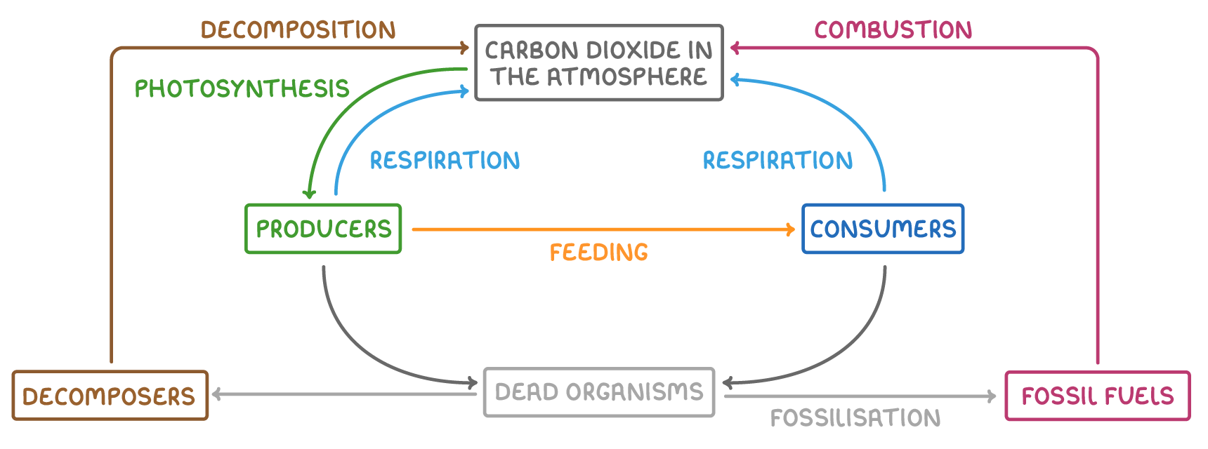 Carbon dioxide in the atmosphere sits at the top, with producers, consumers, decomposers, dead organisms and fossil fuels below, linked by arrows labelled photosynthesis, feeding, respiration, decomposition, fossilisation and combustion.