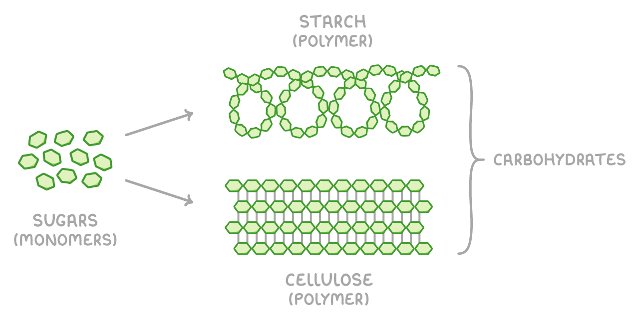 Loose green hexagons labelled sugars (monomers), with two arrows branching to a coiled chain labelled starch (polymer) and to four straight cross-linked chains labelled cellulose (polymer), both gathered by a bracket labelled carbohydrates.