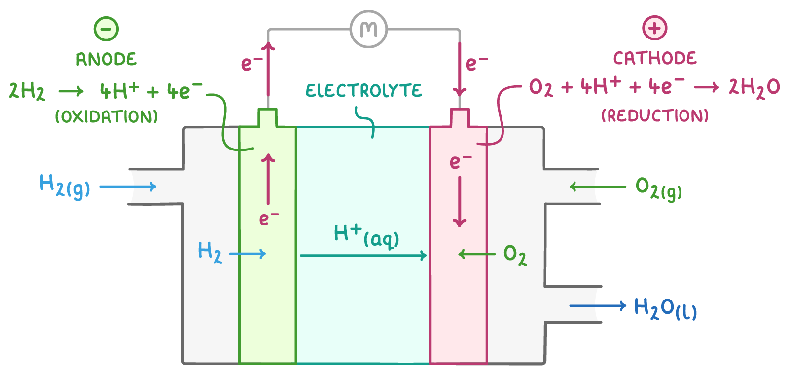 Hydrogen enters a fuel cell at the anode (minus, oxidation), oxygen at the cathode (plus, reduction), each with a half equation; hydrogen ions cross the electrolyte, electrons pass through a motor, and water leaves.
