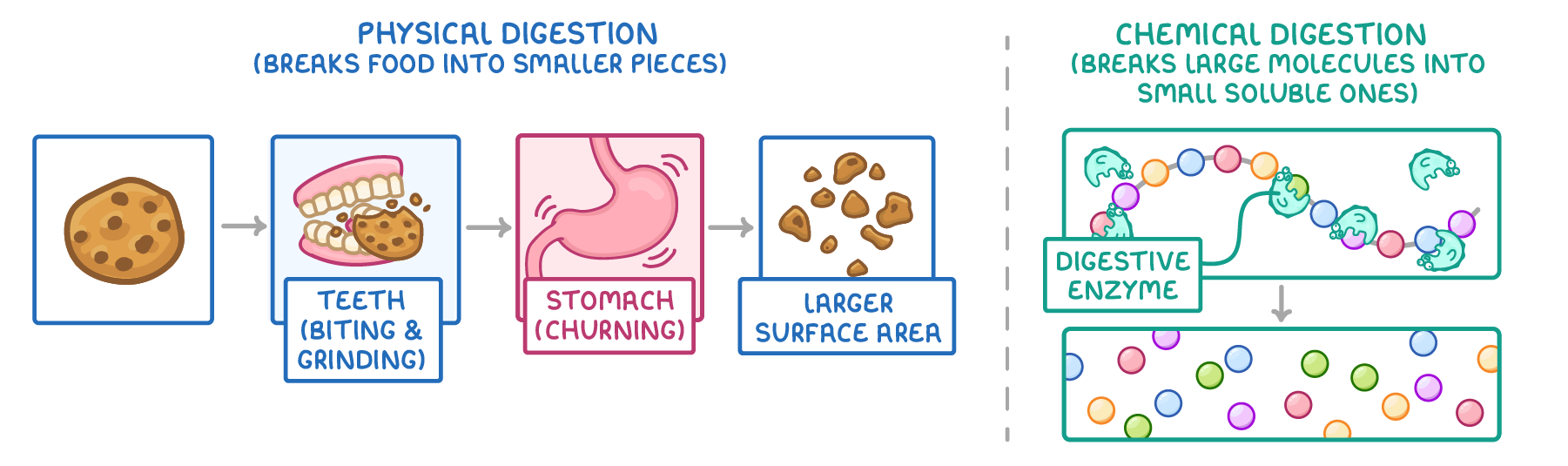 Two halves: physical digestion, a biscuit bitten by teeth then churned in the stomach into pieces labelled larger surface area; chemical digestion, a digestive enzyme cutting a chain molecule into small separate ones.