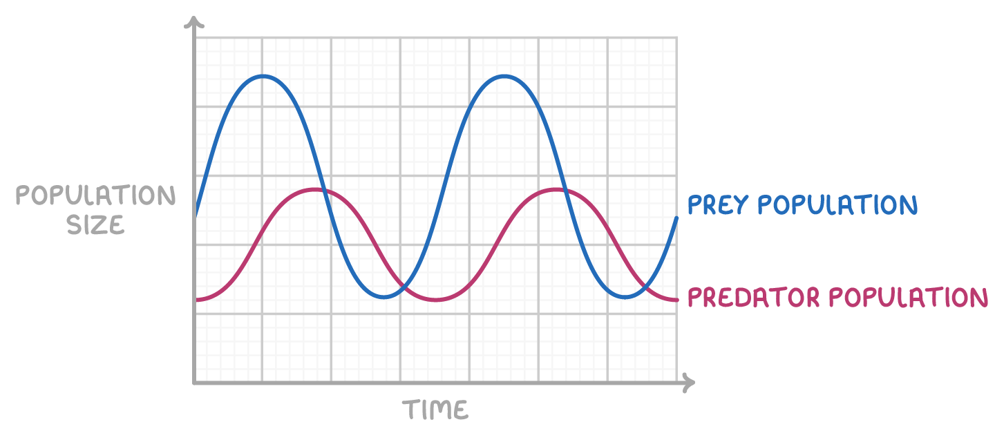A line graph of population size against time on a grid, with a blue wave labelled prey population and a pink wave labelled predator population peaking just after each blue peak.