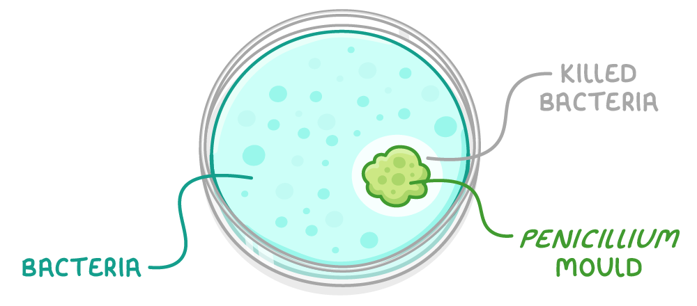 A round dish of pale blue bacteria with a lumpy green mould colony and a clear ring around it, labelled bacteria, killed bacteria, and Penicillium mould.