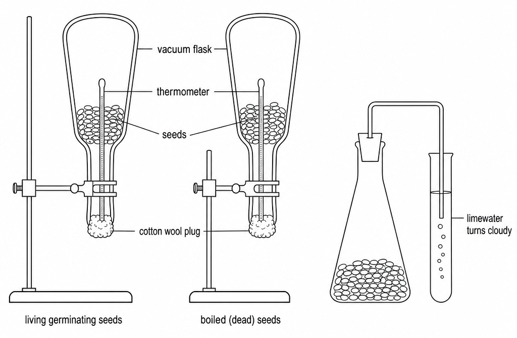 Two upside-down vacuum flasks, each with a thermometer among the seeds and a cotton wool plug, labelled living germinating seeds and boiled (dead) seeds, next to a flask piped to a tube of limewater.