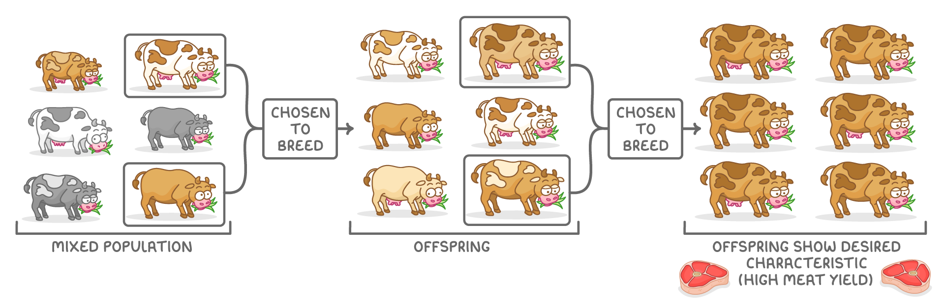 Cattle breeding in three stages left to right: a mixed population with two cows boxed as chosen to breed, then their offspring with two boxed again, then offspring showing high meat yield.