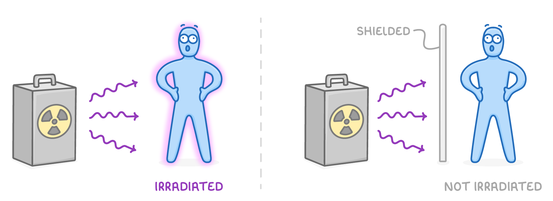 On the left, purple arrows from a grey box with a radiation symbol reach a glowing person labelled irradiated; on the right a barrier labelled shielded blocks them and the person is not irradiated.