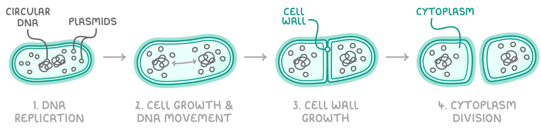 Four green rod-shaped bacteria in a row, numbered 1. DNA replication, 2. cell growth and DNA movement, 3. cell wall growth and 4. cytoplasm division, with labels circular DNA, plasmids, cell wall and cytoplasm.