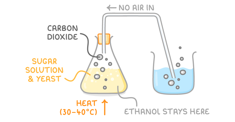 A conical flask of bubbling yellow liquid labelled sugar solution & yeast, bunged and piped into a beaker of water, labelled carbon dioxide, no air in, heat (30-40°C) and ethanol stays here.