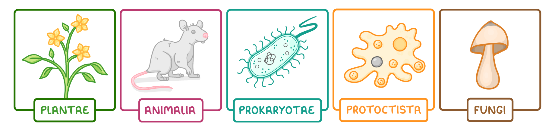 Five boxed drawings in a row labelled plantae, a flowering plant; animalia, a mouse; prokaryotae, a bacterium; protoctista, an amoeba; and fungi, a mushroom.