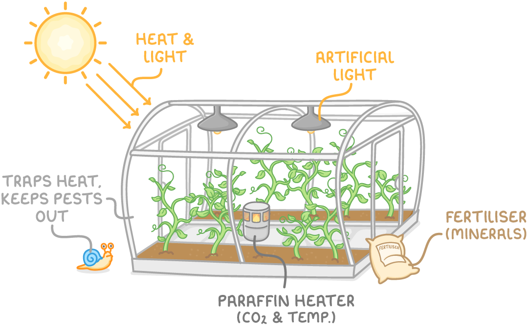 A greenhouse of climbing plants labelled traps heat, keeps pests out, with sun above giving heat and light, artificial light inside, a paraffin heater for CO2 and temperature, and a fertiliser bag for minerals.