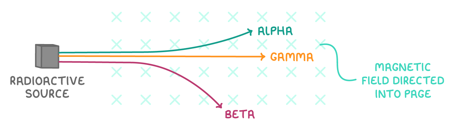 Three paths leave a radioactive source into a grid of crosses labelled magnetic field directed into page, with alpha bending up, beta bending down, and gamma running straight.