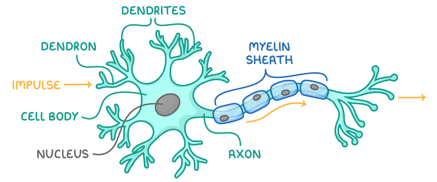 One neurone with branched endings at each side and a segmented sheath along the middle, labelled dendron, dendrites, cell body, nucleus, axon, myelin sheath and impulse, with arrows showing the direction of travel.