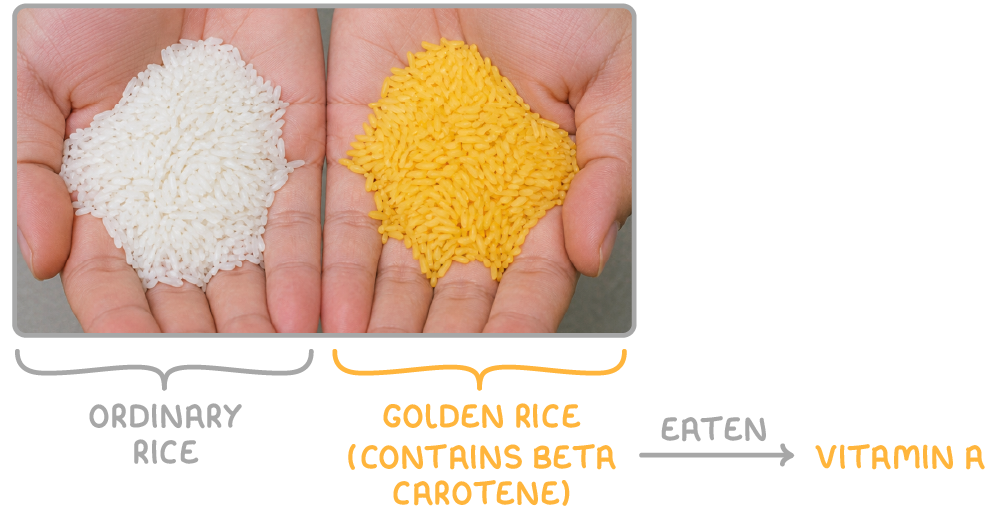 A photograph of two cupped hands holding white grains labelled ordinary rice and yellow grains labelled golden rice (contains beta carotene), with an arrow labelled eaten pointing to vitamin A.