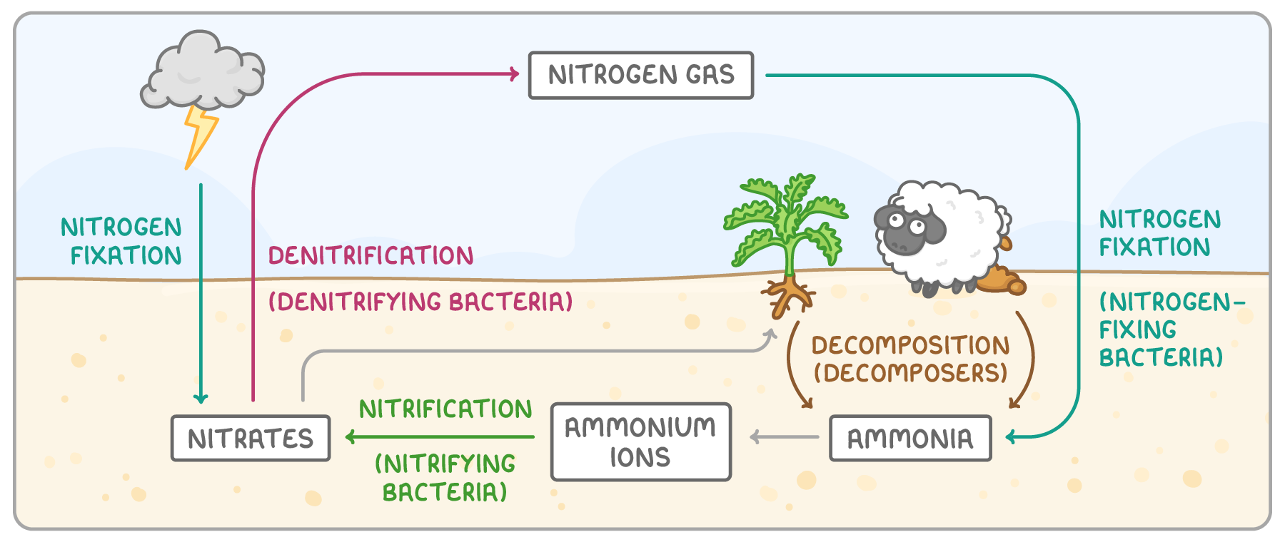 Boxes for nitrogen gas, nitrates, ammonium ions and ammonia sit above and below a soil line, linked by arrows labelled nitrogen fixation, denitrification, nitrification and decomposition, with lightning, a plant and a sheep.