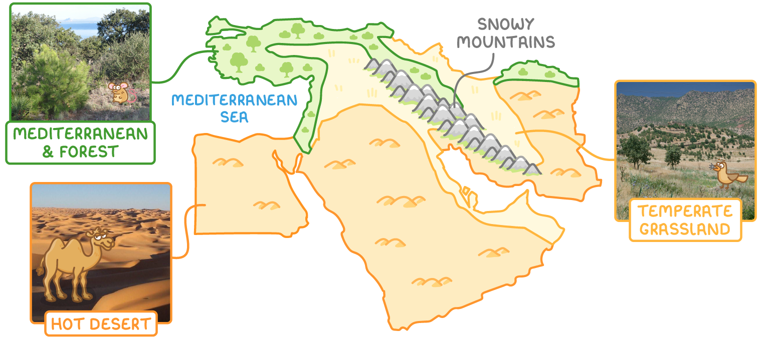 Map of the Middle East showing its biomes. Hot desert covers Egypt, Saudi Arabia and the south. A strip of Mediterranean and forest runs along the coasts of the Mediterranean Sea and Turkey and along Iran's northern coast, temperate grassland lies inland in Turkey and Iran, and a line of snowy mountains runs through Iran. Photographs show Mediterranean woodland, hot desert dunes with a camel, and temperate grassland.