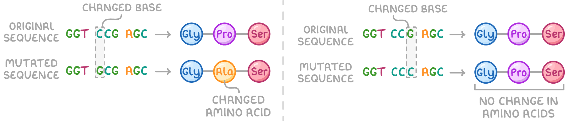 Two panels each pair an original sequence with a mutated sequence marked changed base and the amino acid chains they make, one ending changed amino acid, the other no change in amino acids.