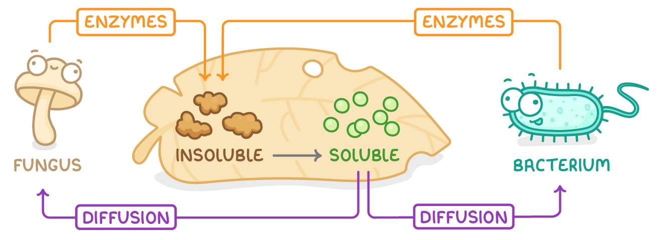 A dead leaf with brown clumps labelled insoluble turning into green circles labelled soluble, with arrows marked enzymes coming in from a fungus and a bacterium and arrows marked diffusion going back.
