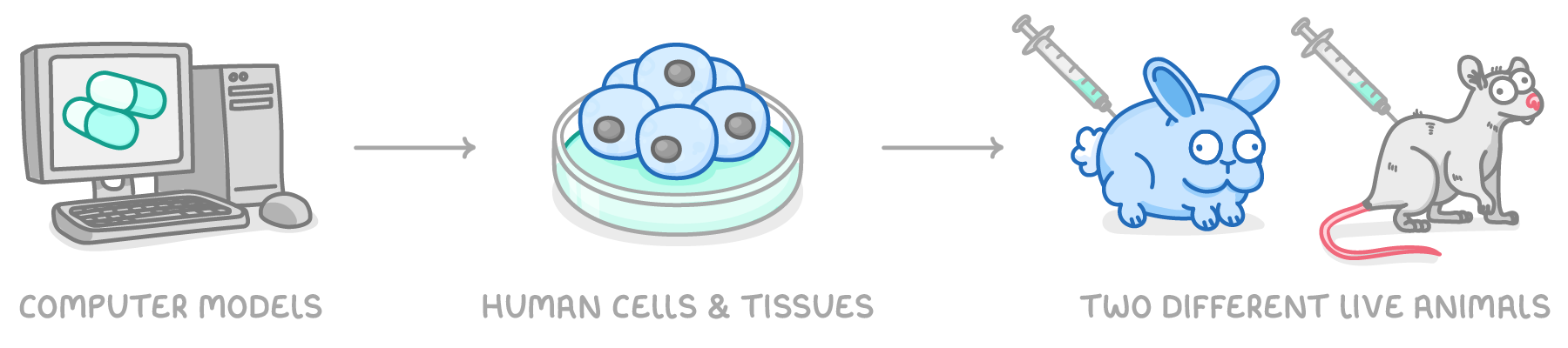 Three stages joined by arrows: a computer showing capsules, a dish of cells, then a rabbit and a mouse with syringes, labelled computer models, human cells & tissues, and two different live animals.