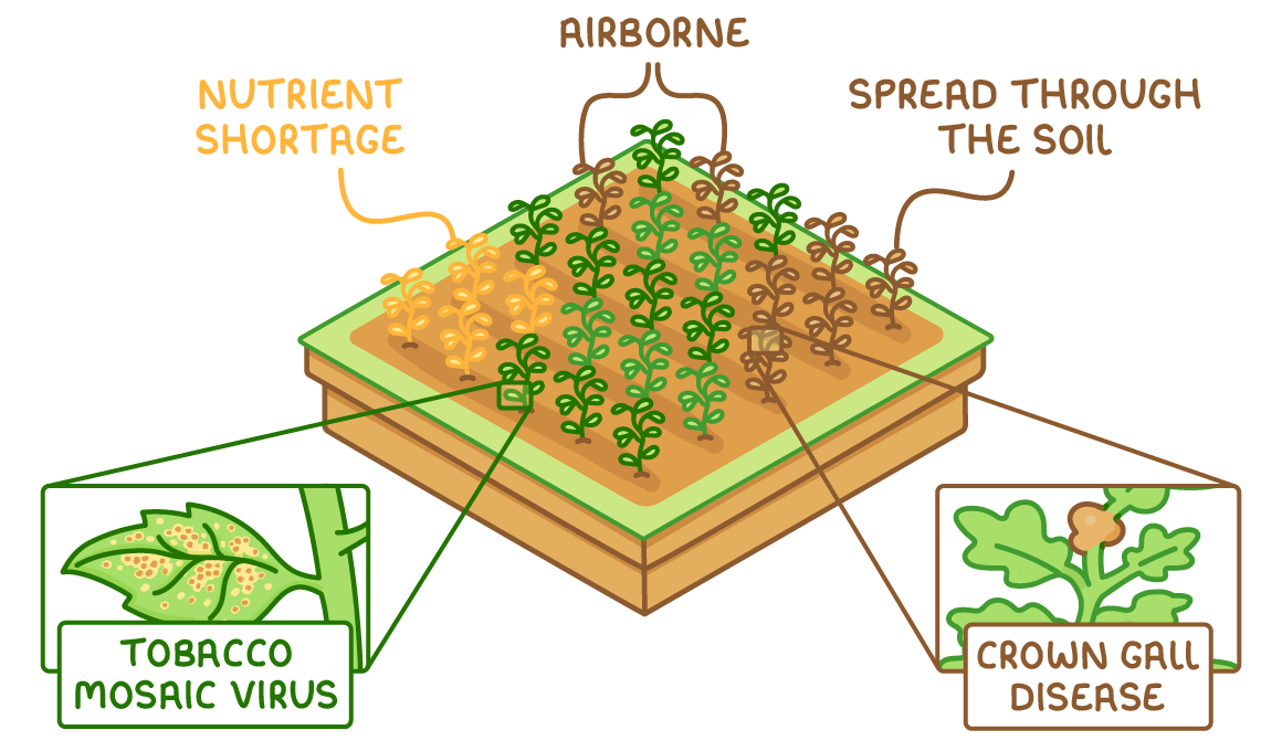A crop field with yellow plants labelled nutrient shortage, scattered brown plants labelled airborne and a patch labelled spread through the soil, plus close-ups labelled tobacco mosaic virus and crown gall disease.