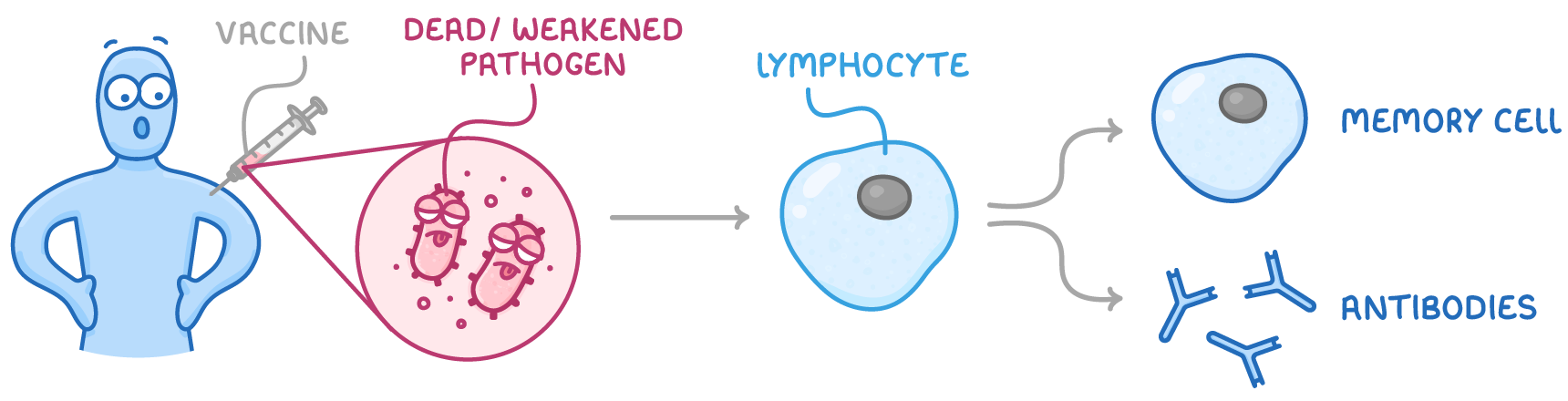 A person is injected with a syringe labelled vaccine, a close-up circle of rod-shaped microbes labelled dead/weakened pathogen, then an arrow to a lymphocyte that leads to a memory cell and antibodies.