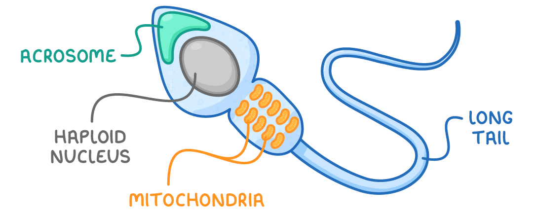 A sperm cell with a long looping tail, labelled acrosome on the green cap at its head, haploid nucleus, mitochondria shown as orange ovals in the middle section, and long tail.