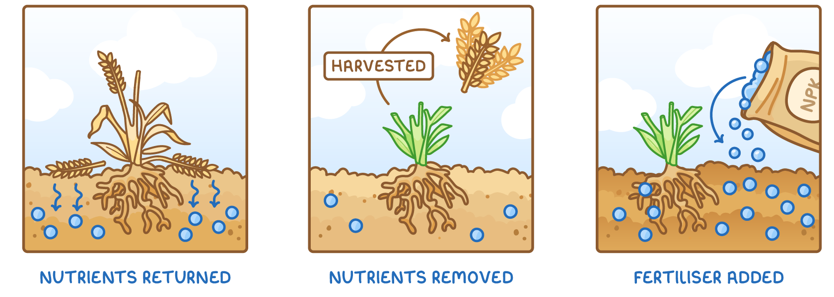 Three panels: a dying crop returns nutrients to the soil; when the crop is harvested the nutrients are removed; then fertiliser from an NPK bag is added and the soil fills with nutrients again.