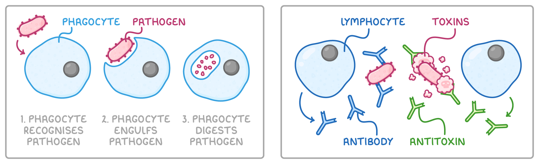 Two panels: a phagocyte recognising, engulfing then digesting a pathogen in three numbered steps, and lymphocytes releasing Y-shaped antibodies onto a pathogen and antitoxins onto toxins, labelled lymphocyte, antibody, toxins and antitoxin.