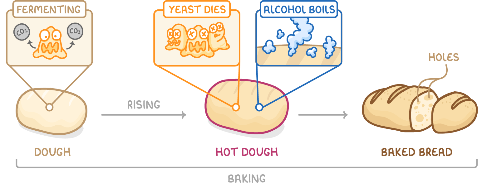 Dough, hot dough and baked bread in a row, with arrows labelled rising and baking, insets labelled fermenting, yeast dies and alcohol boils, and holes pointed out in the sliced loaf.