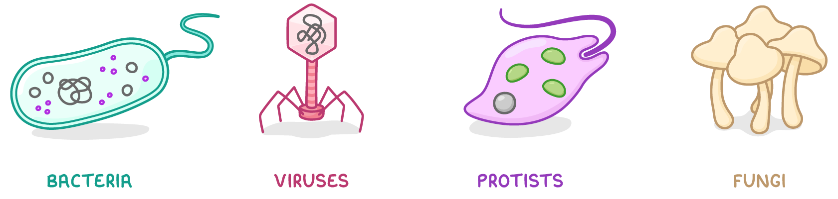 Four organisms in a row labelled bacteria, viruses, protists and fungi: a rod-shaped bacterium with a tail, a spiky-legged virus particle, a single-celled protist with a whip-like tail, and a clump of mushrooms.