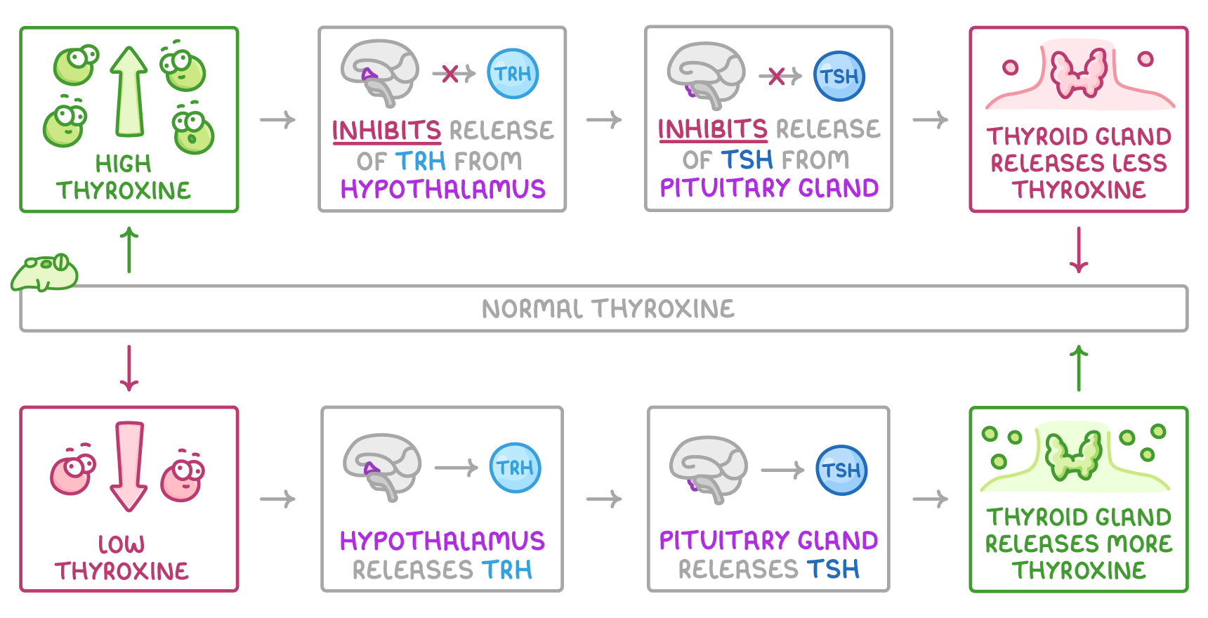 Two rows of boxes either side of a normal thyroxine bar: high thyroxine inhibits TRH from the hypothalamus and TSH from the pituitary gland, so the thyroid releases less; low thyroxine reverses each step.