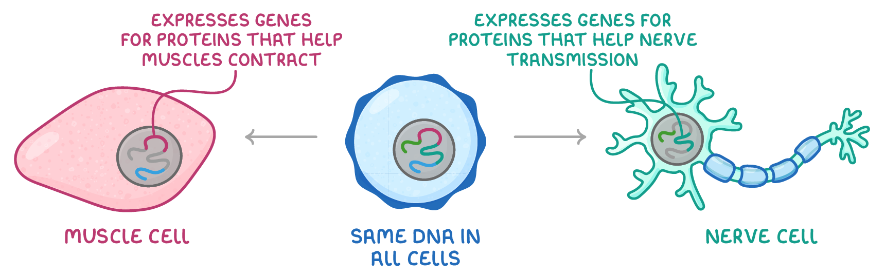 A cell in the middle labelled same DNA in all cells, with arrows to a pink muscle cell and a green nerve cell, each labelled with the genes it expresses for its own proteins.