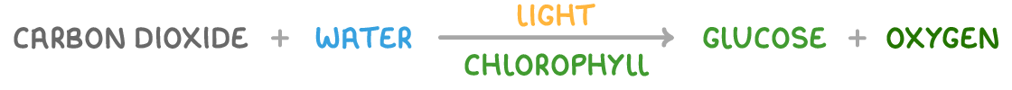 The word equation carbon dioxide plus water, arrow, glucose plus oxygen written in a single line, with light above the arrow and chlorophyll below it.