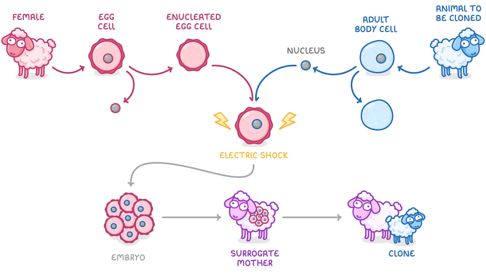 An egg cell from a sheep is enucleated, given the nucleus of an adult body cell, shocked with electricity, and grown into an embryo that a surrogate mother carries to produce a clone.