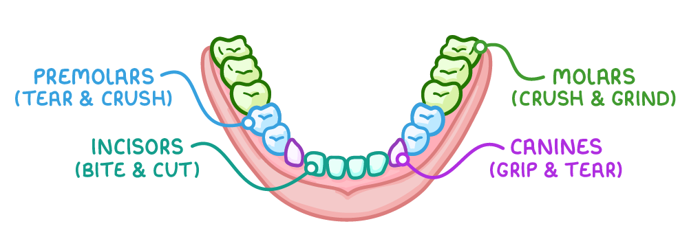 A U-shaped dental arch seen from above, with the teeth colour-coded, labelled incisors (bite and cut) and canines (grip and tear) at the front, premolars (tear and crush) and molars (crush and grind) behind.