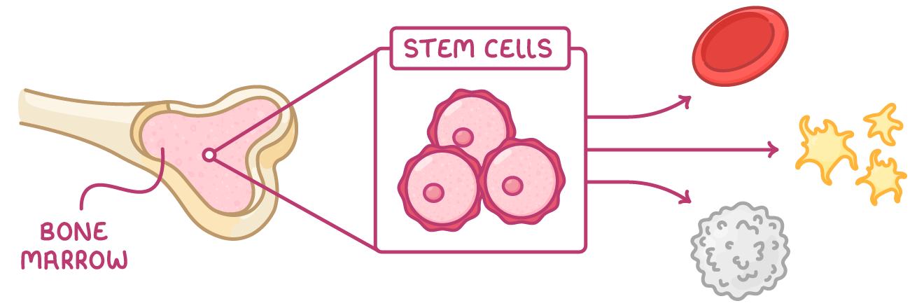 A bone cut open, labelled bone marrow, with a box labelled stem cells showing three round cells and arrows to a red blood cell, yellow star-shaped platelets and a white blood cell.