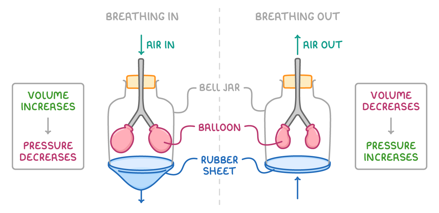 Two bell-jar models headed breathing in and breathing out, labelled bell jar, balloon and rubber sheet, with the sheet pulled down and balloons inflated, then flat and deflated, beside volume and pressure notes.
