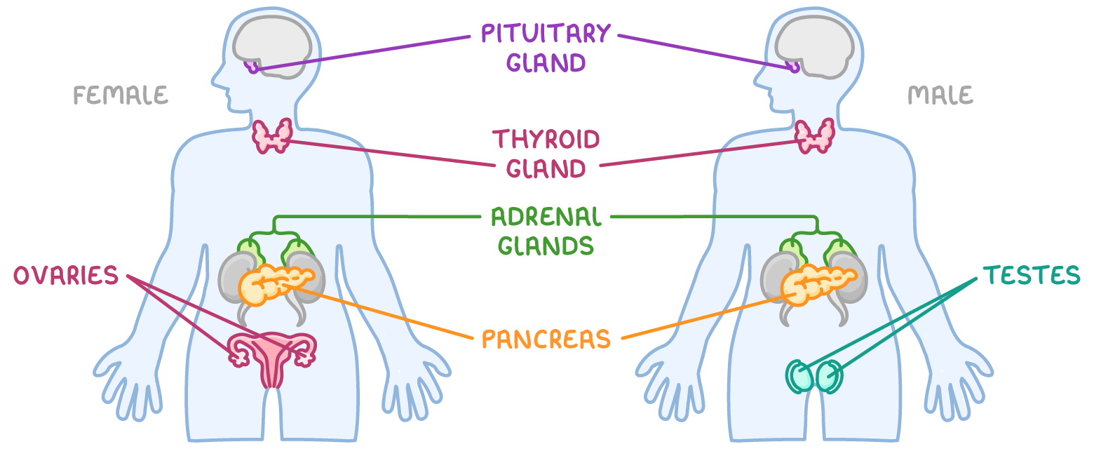 Two pale blue body outlines, one marked female and one male, with glands labelled pituitary gland, thyroid gland, adrenal glands and pancreas on both, ovaries on the female and testes on the male.