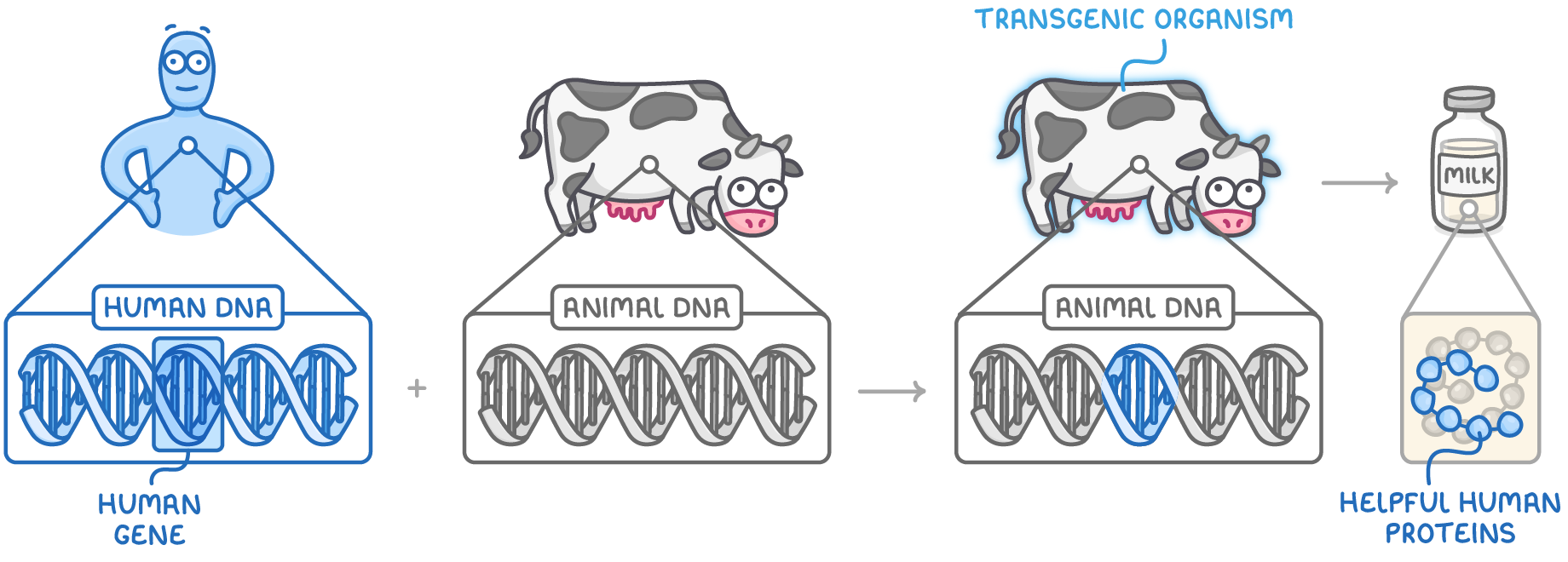 Human DNA with a human gene highlighted is added to animal DNA in a cow, making a glowing transgenic organism whose bottle of milk holds helpful human proteins.