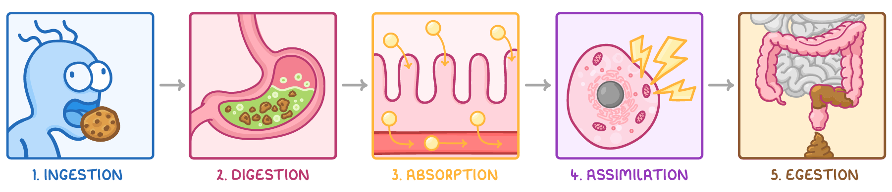 Five panels in order: ingestion, a figure eating a biscuit; digestion, food broken down in the stomach; absorption, molecules crossing villi into blood; assimilation, a cell using them; egestion, faeces leaving the intestines.