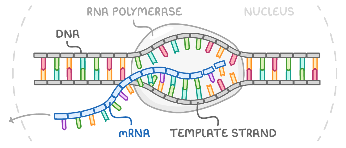 A DNA ladder unzipped in the middle by a grey blob labelled RNA polymerase, with a blue mRNA strand being built along the lower template strand and trailing off out of the dashed nucleus.
