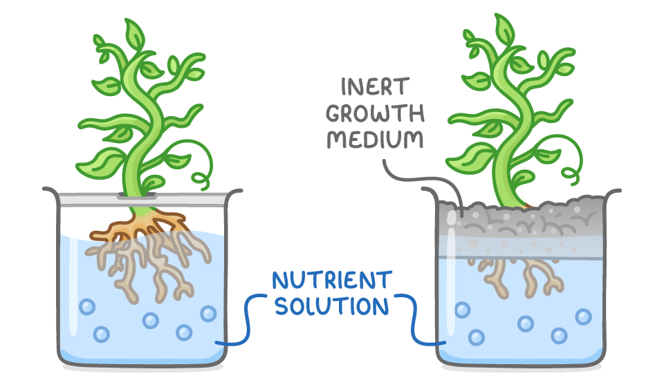 Two beakers of blue nutrient solution: in one the plant's roots hang straight in the solution, in the other they grow through a grey layer labelled inert growth medium.