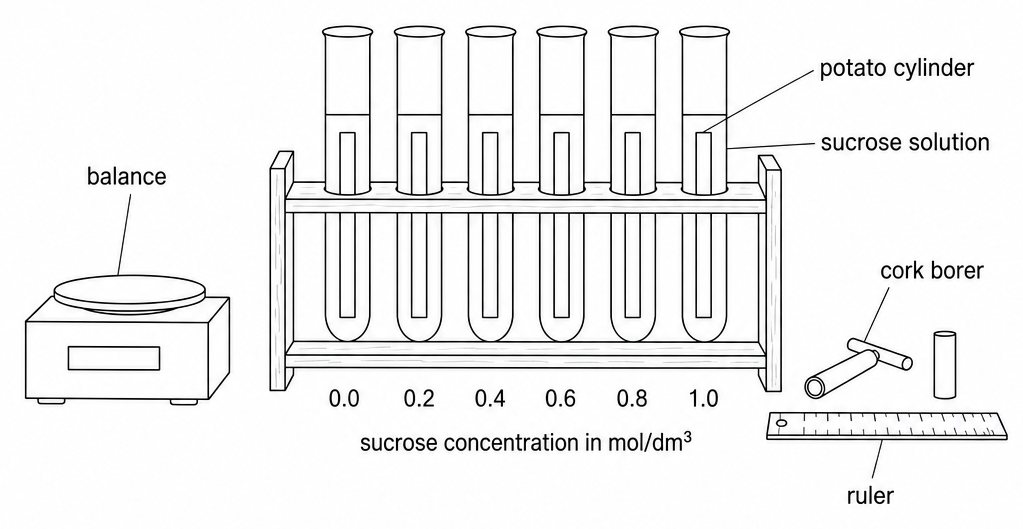 Six boiling tubes in a rack, each holding a potato cylinder in sucrose solution, marked 0.0 to 1.0 below the label sucrose concentration in mol/dm3, with a balance, cork borer and ruler alongside.