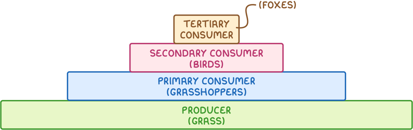 Four bars stacked widest at the bottom to narrowest at the top, labelled producer (grass), primary consumer (grasshoppers), secondary consumer (birds) and tertiary consumer, with (foxes) on a line beside the top bar.