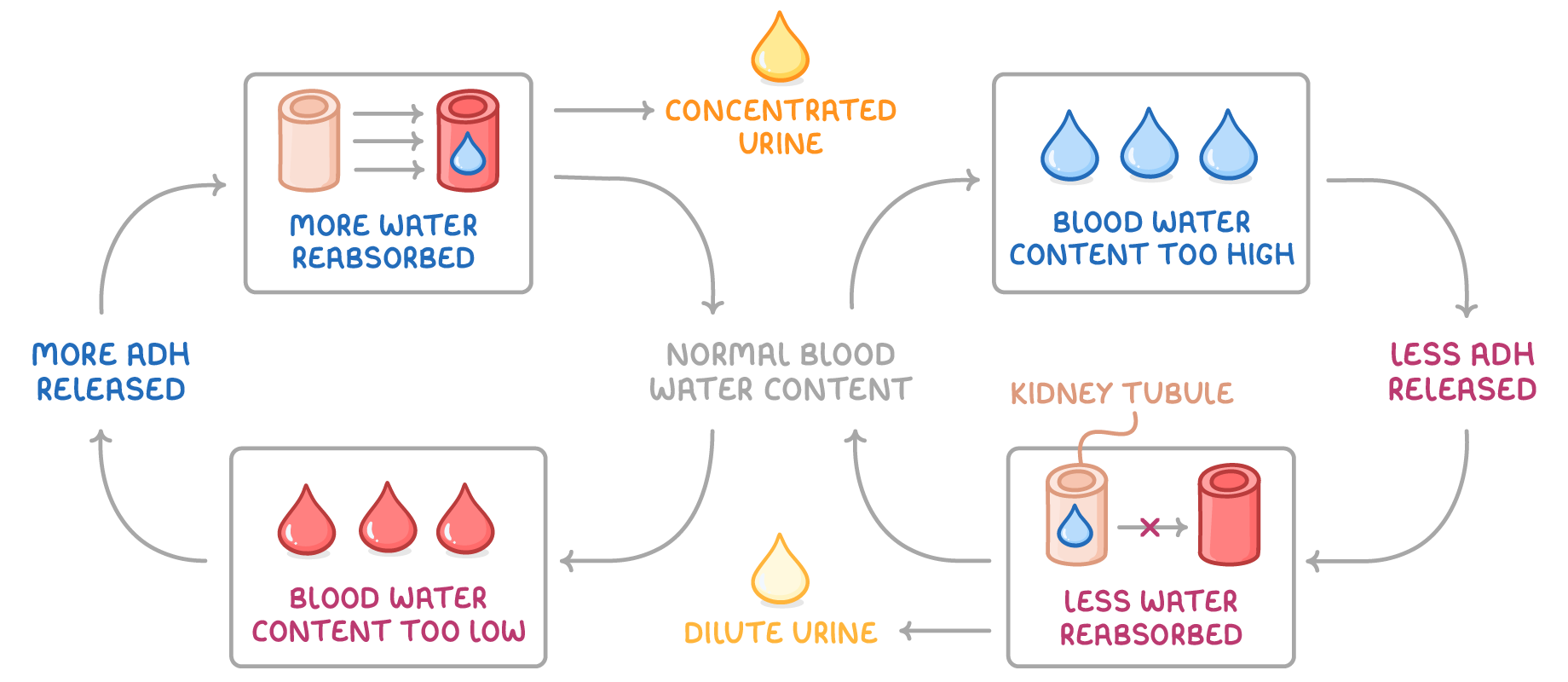 A loop around normal blood water content: too high leads to less ADH released, less water reabsorbed and dilute urine; too low leads to more ADH released, more water reabsorbed and concentrated urine.