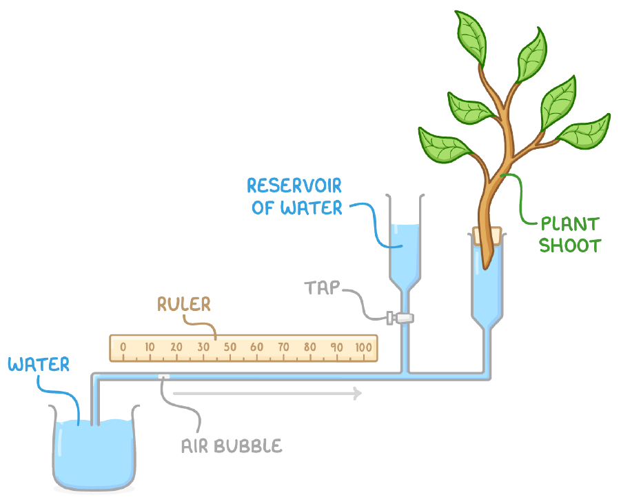 A potometer with a plant shoot sealed into tubing running past a ruler scale to a beaker of water, labelled reservoir of water, tap and air bubble, with an arrow showing the bubble moving.