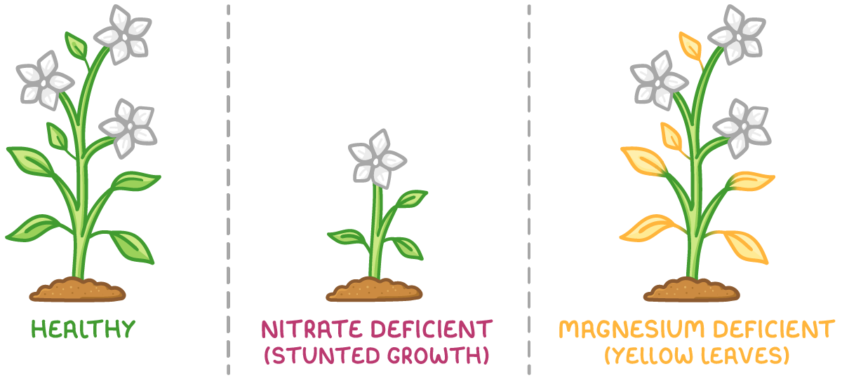 Three plants side by side: a tall leafy plant labelled healthy, a small plant labelled nitrate deficient (stunted growth), and a plant with yellow leaves labelled magnesium deficient (yellow leaves).