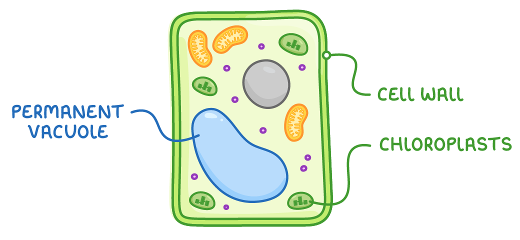 A rectangular plant cell holding a grey nucleus, orange mitochondria, green chloroplasts and a large pale blue vacuole, labelled cell wall, permanent vacuole and chloroplasts.