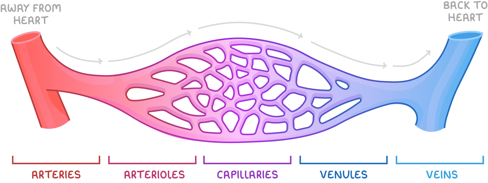 A vessel running from red at left, marked away from heart, through a capillary network to blue at right, marked back to heart, with brackets below labelled arteries, arterioles, capillaries, venules and veins.